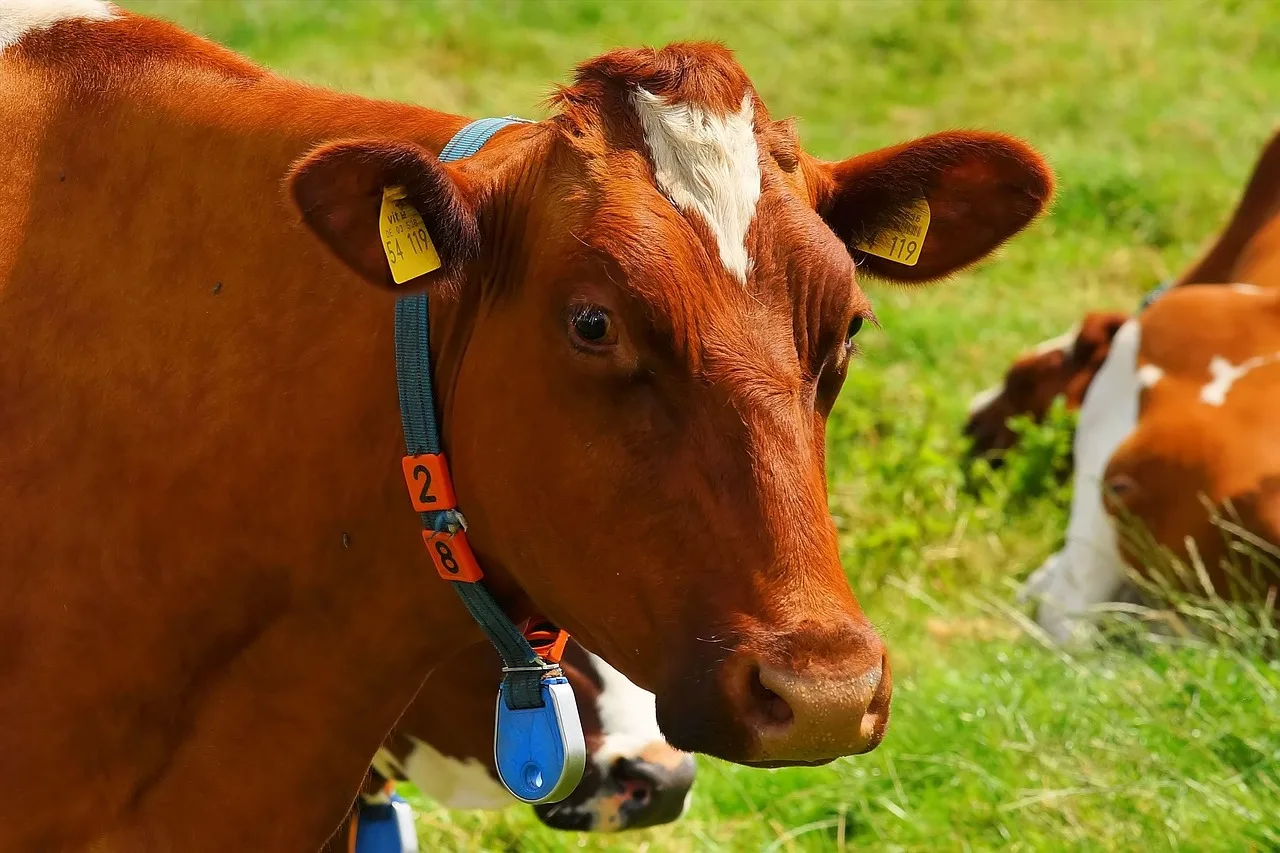 cow, animal, pasture, head, cattle, mammal, beef, nature, livestock, perissodactyla, ear tag, closeup