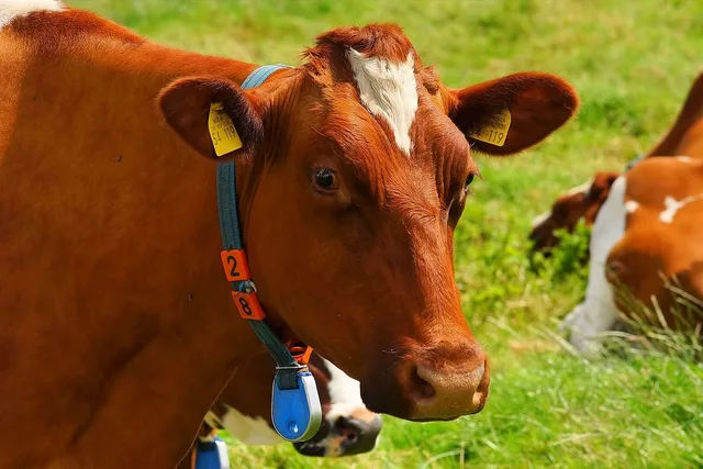 cow, animal, pasture, head, cattle, mammal, beef, nature, livestock, perissodactyla, ear tag, closeup. Choosing where product tags help rather than distract